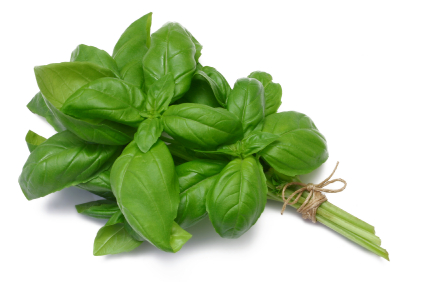 basil