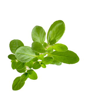 marjoram