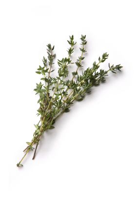 Thyme