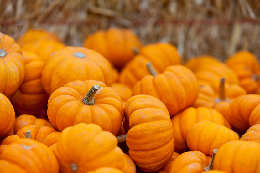 a bunch of pumpkins