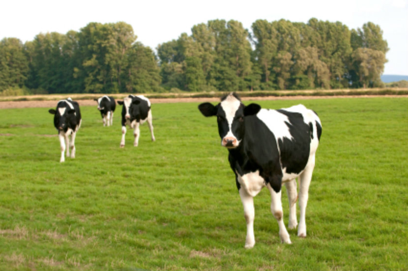 cows in a field